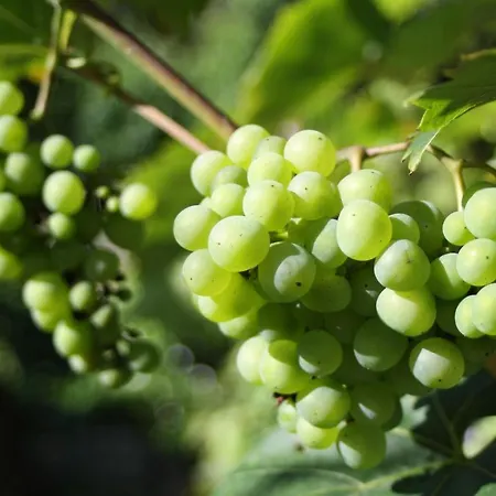 Komfort 74-3 Appartement