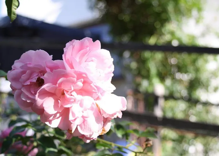 Komfort 74-3 Apartamento