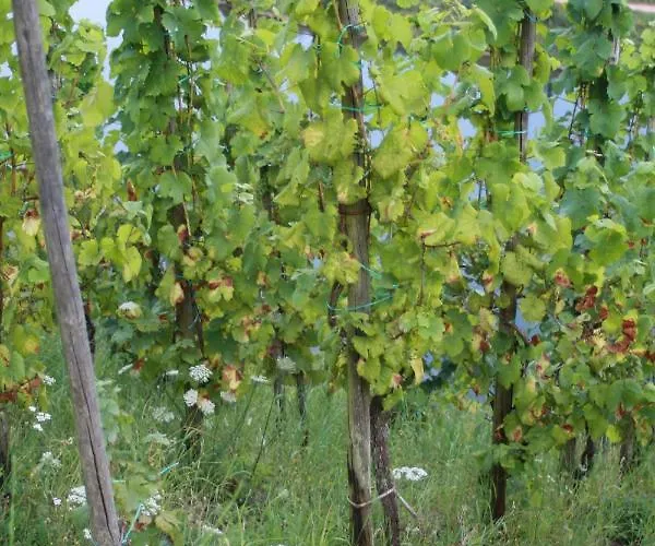 Komfort 74-3 Apartamento