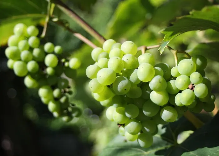 Komfort 74-3 Apartamento